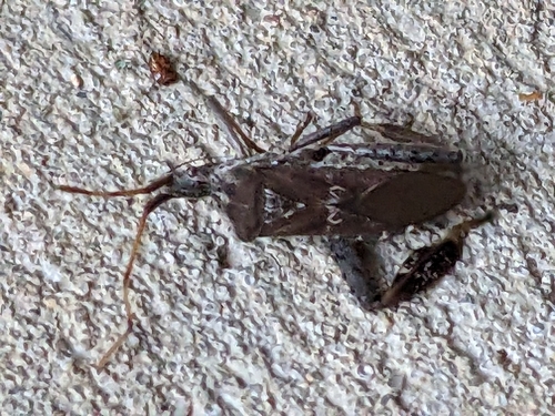 Leaf-footed Pine Seed Bug photo 6