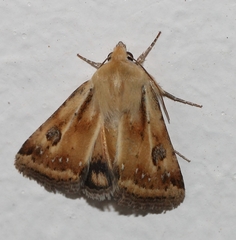 Heliothis scutuligera
