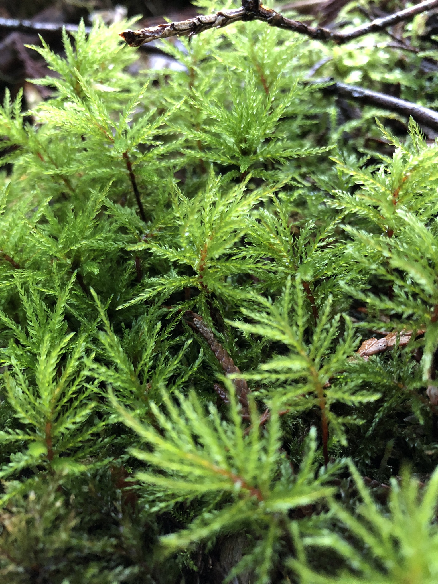 Leucolepis acanthoneura