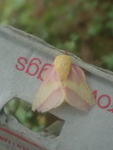Rosy Maple Moth