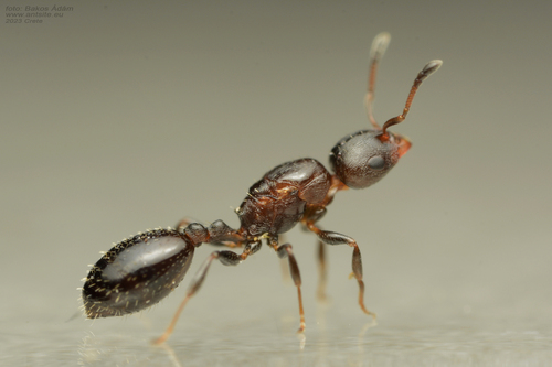 Temnothorax exilisTemnothorax exilis