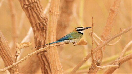 White-throated Bee-eater (Merops albicollis)