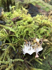 Peltigera membranacea image