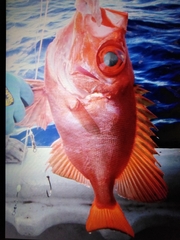 Cookeolus japonicus