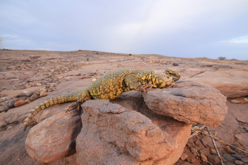 Geyr’s Spiny-tailed Lizard (Uromastyx geyri)