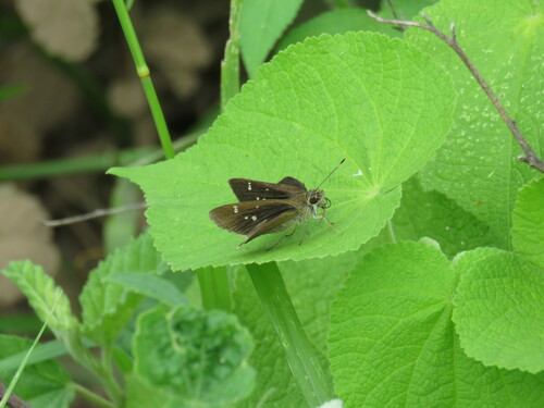 Ocherous Skipper