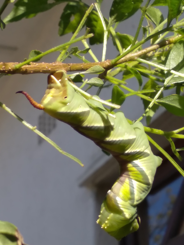 Fulvous Hawk from Plumstead, Cape Town, 7801, South Africa on July 17