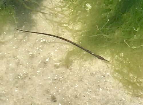 Northern Pipefish