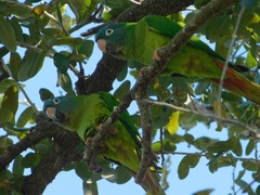 Thectocercus acuticaudatus