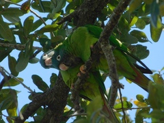 Thectocercus acuticaudatus