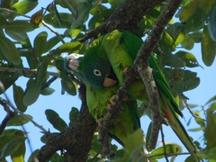 Thectocercus acuticaudatus