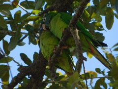 Thectocercus acuticaudatus