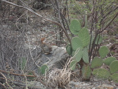 Sylvilagus cunicularius