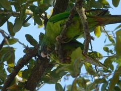 Thectocercus acuticaudatus