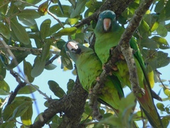 Thectocercus acuticaudatus