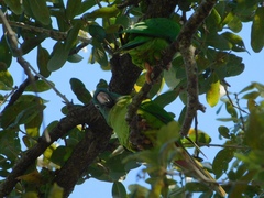 Thectocercus acuticaudatus