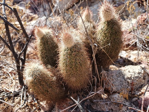 Echinocereus sciurus