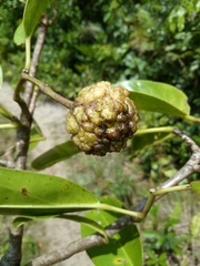 Rhopalocarpus