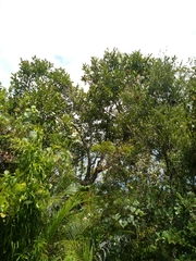 Rhopalocarpus