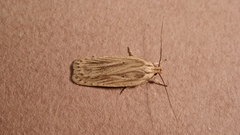 Agonopterix umbellana