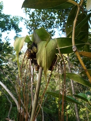 Tacca