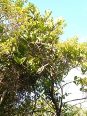 Pyrostria major