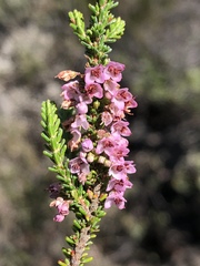 Erica deflexa