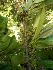 Pyrostria major
