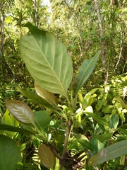 Pyrostria major