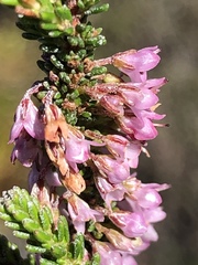 Erica deflexa
