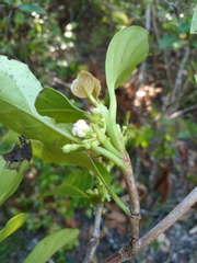 Pyrostria