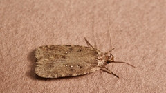 Agonopterix heracliana