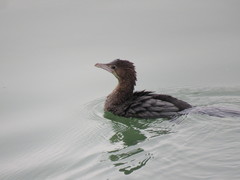 Microcarbo pygmaeus