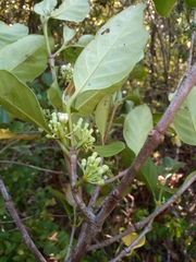 Pyrostria