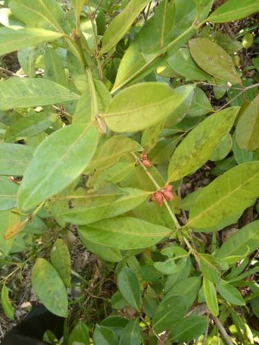 Chapelieria madagascariensis image