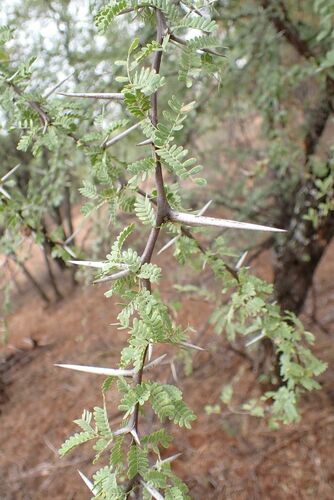 Image of Vachellia grandicornuta by no rights reserved