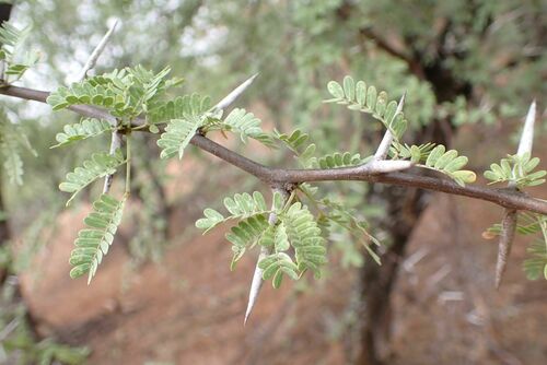Image of Vachellia grandicornuta by no rights reserved