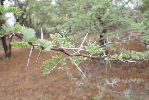 Image of Vachellia grandicornuta by no rights reserved