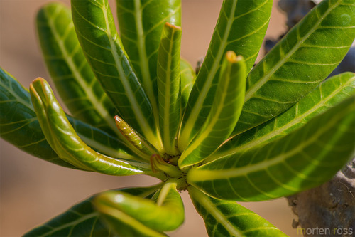 Adenium obesum