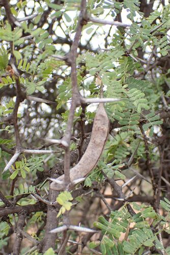 Horned Thorn (Vachellia grandicornuta)