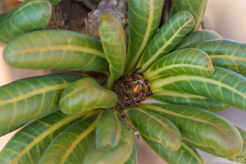 Adenium obesum