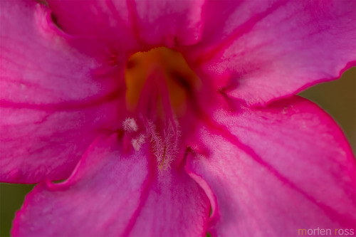 Adenium obesum