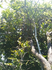 Diospyros