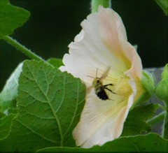 Bombus bimaculatus