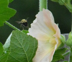 Bombus bimaculatus