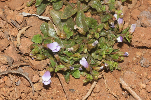 Torenia crustacea