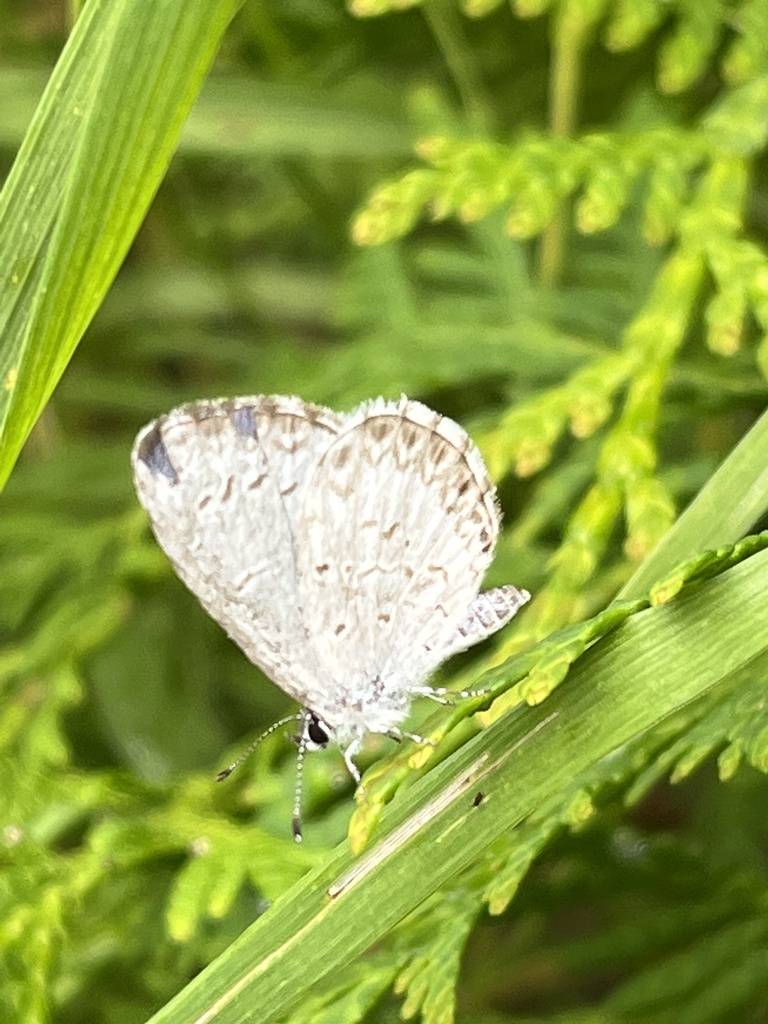 Northern Azure from Concession Rd 6, Uxbridge, ON, CA on July 21, 2023
