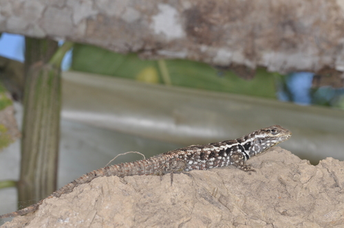 Stenocercus marmoratus