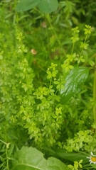 Galium propinquum