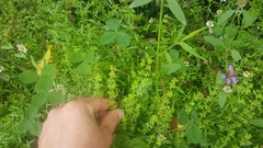 Galium propinquum